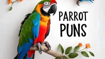 parrot puns
